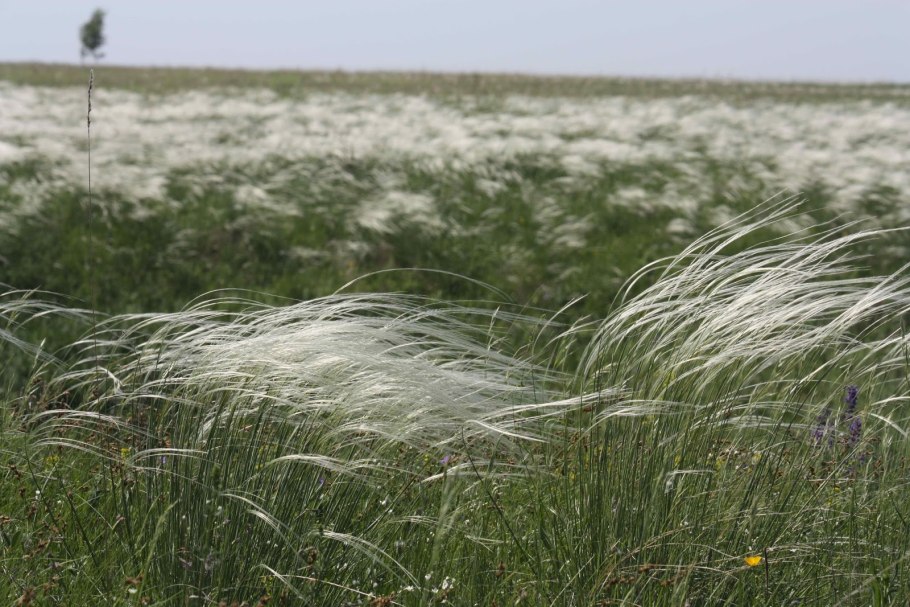 Ковыль Сырейщикова Stipa syreistschikowii