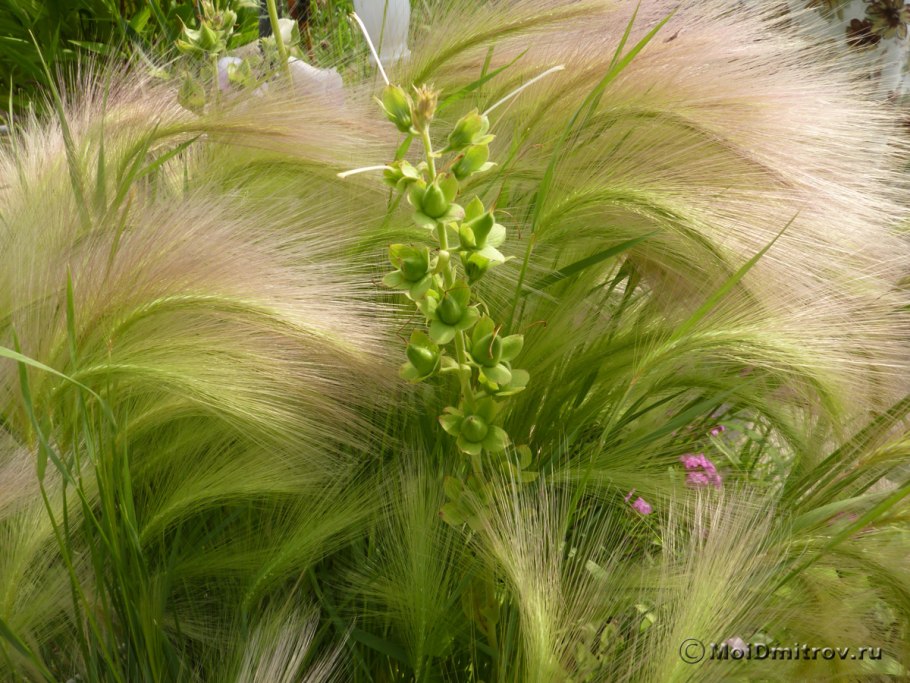 Ковыль полевой