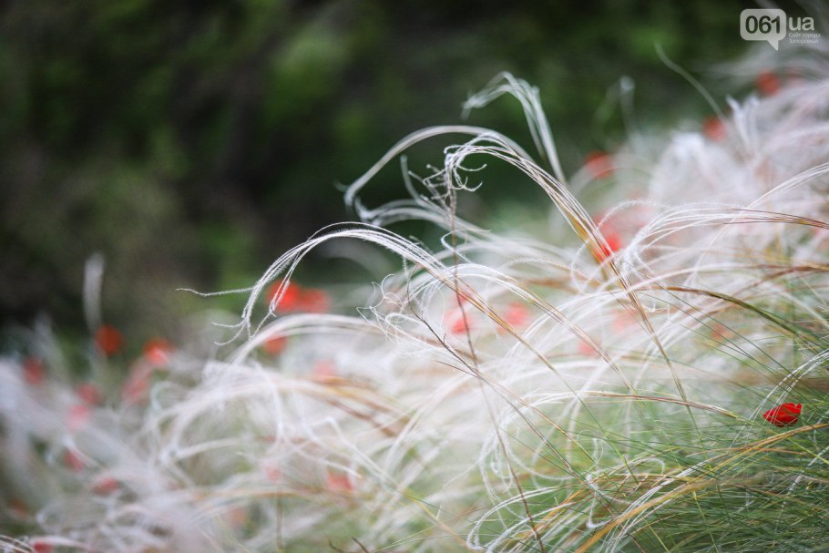 Ковыль перистый (Stipa pennata)