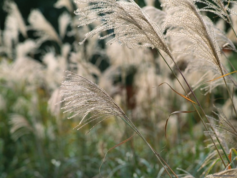 Ковыль перистый строение