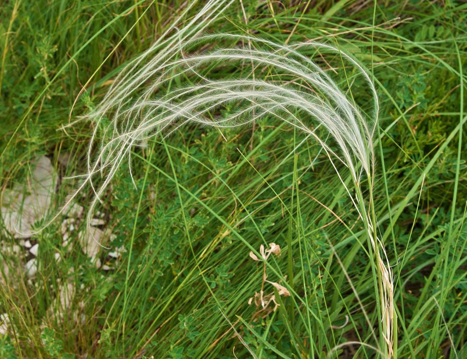 Ковыль перистый (Stipa pennata)