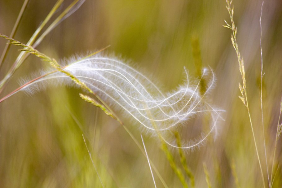 Ковыль перистый (Stipa pennata)