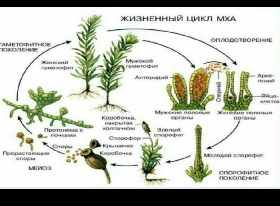 Цикл развития моховидных схема