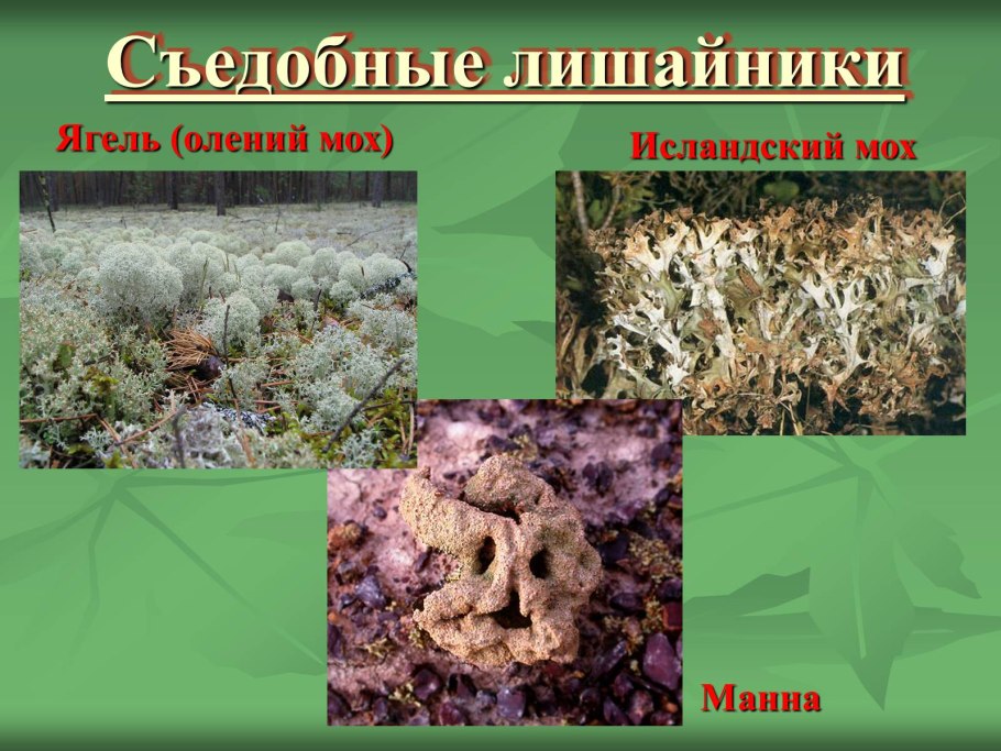 Съедобные лишайники для человека