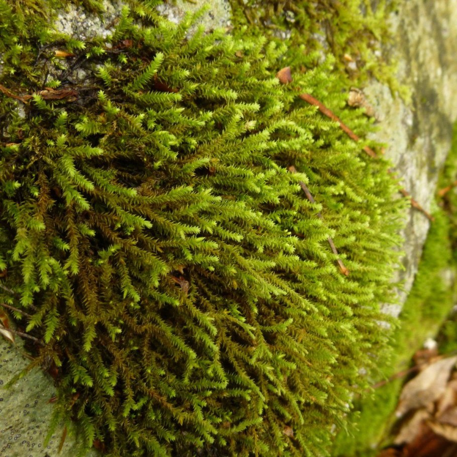 Лишайники накипные листовые кустистые