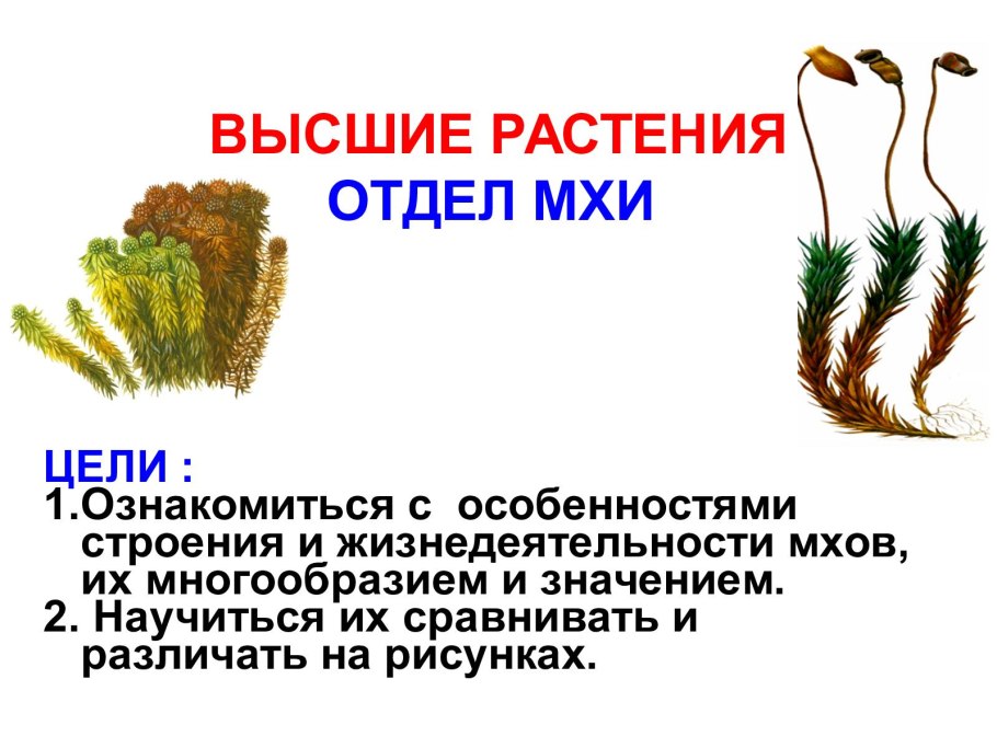 Высшие споровые растения отдел мхи