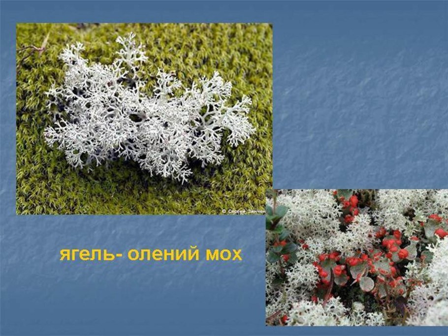 Ягель Олений мох относится к группе