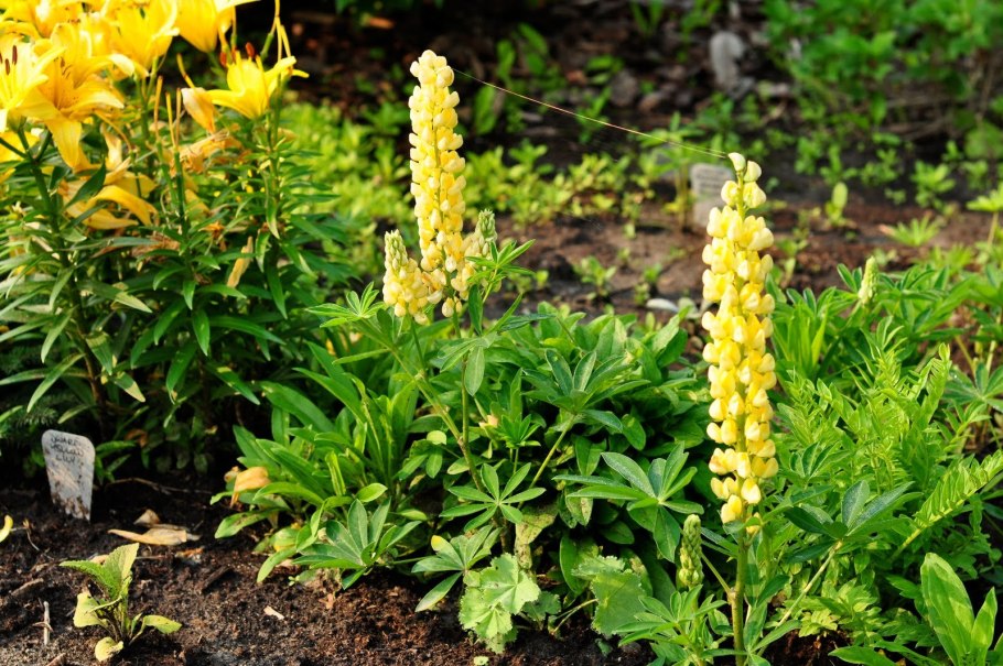 Аконит цветок желтый