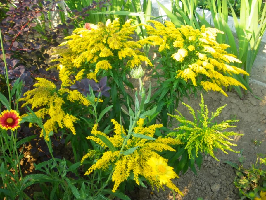 Гайлардия и золотарник