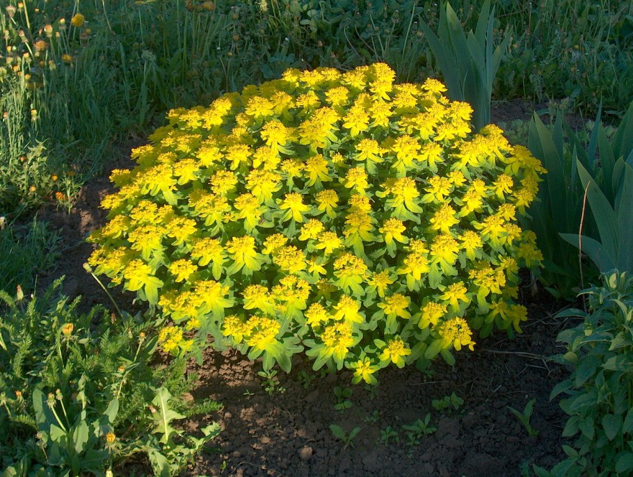 Молочай многоцветковый