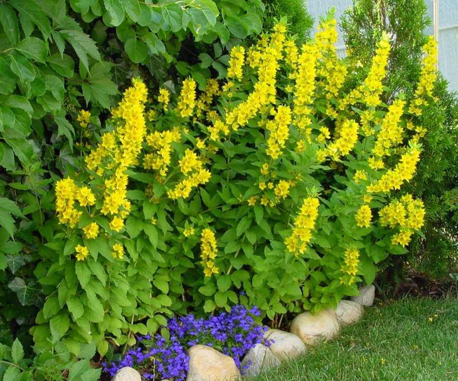 Вербейник Златовласка