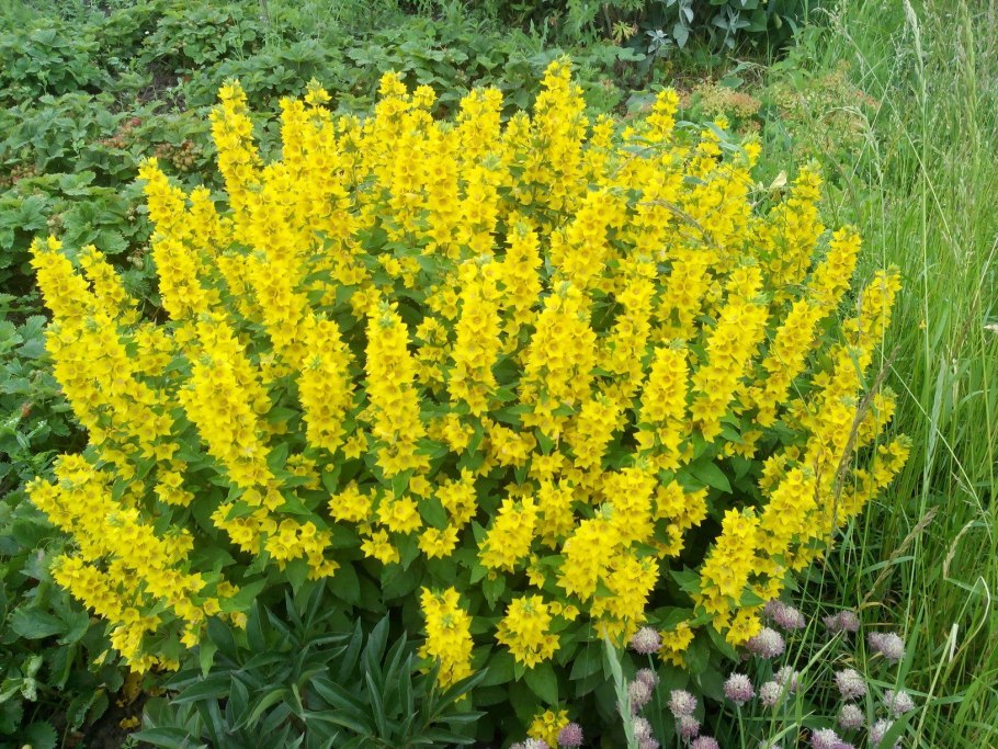 Гелениум осенний