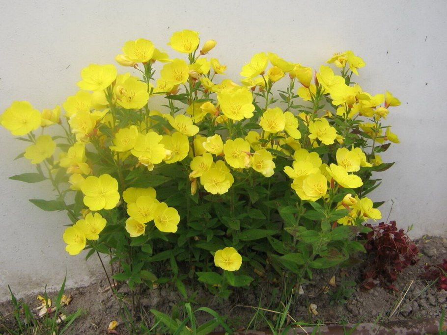 Кореопсис тонколистный