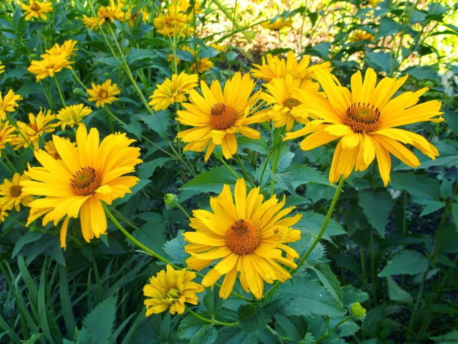 Гелиопсис подсолнечниковидный