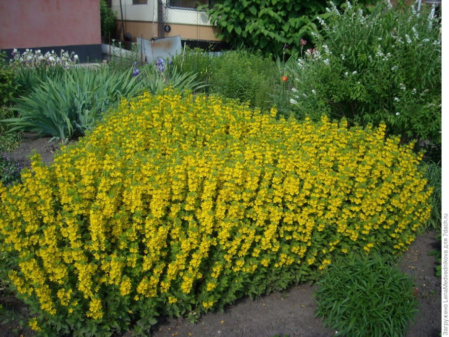 Энотера лимонная