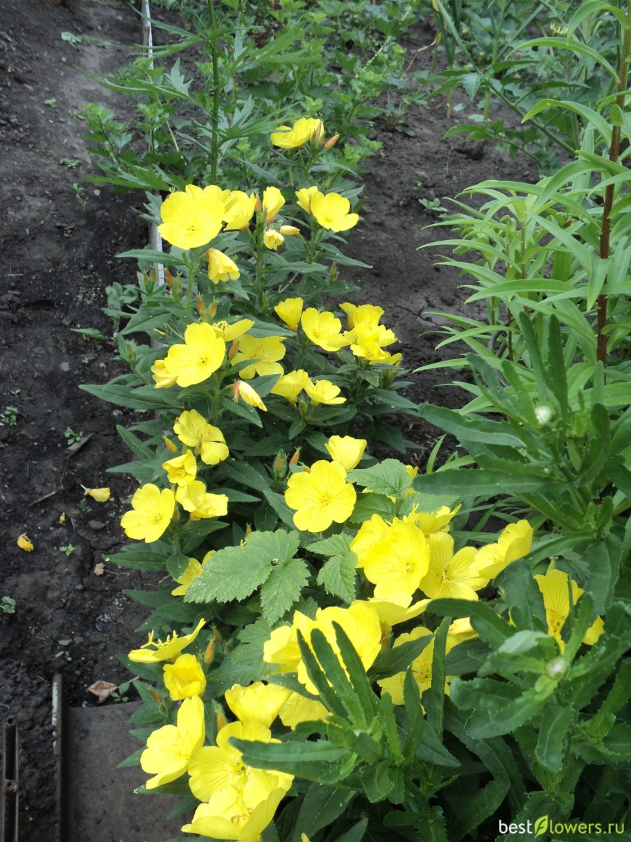 Кариопсис Гранди Флора