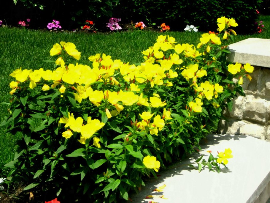 Вербейник мутовчатый