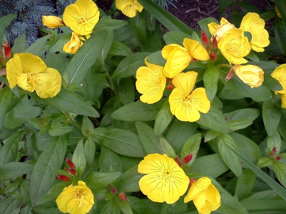 Кореопсис на клумбе