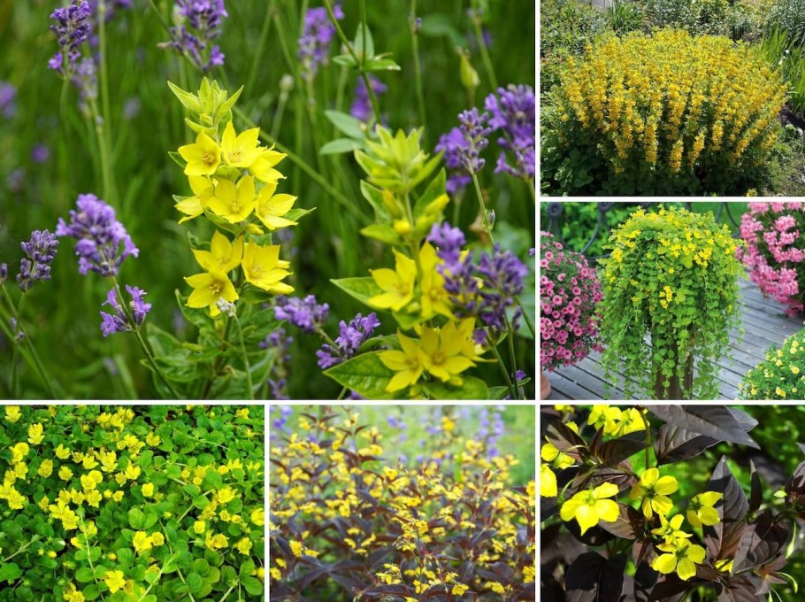 Целозия перистая желтый дракон