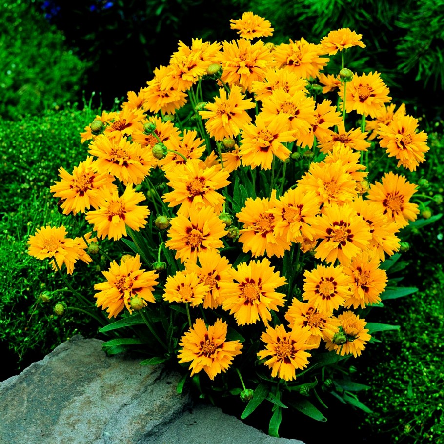 Бархатцы бордюрные низкорослые