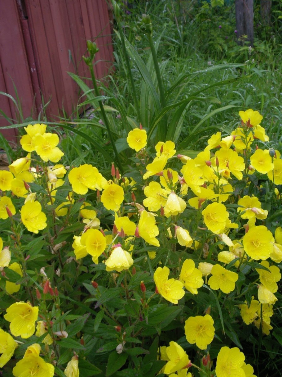 Энотера ослинник