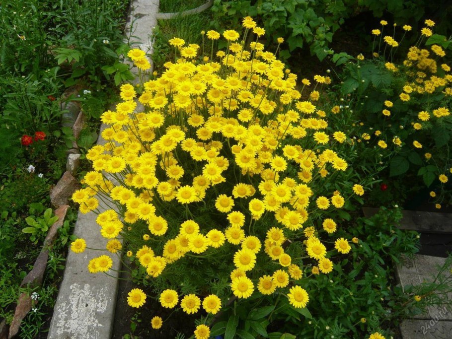 Бузульник Пржевальского рокет