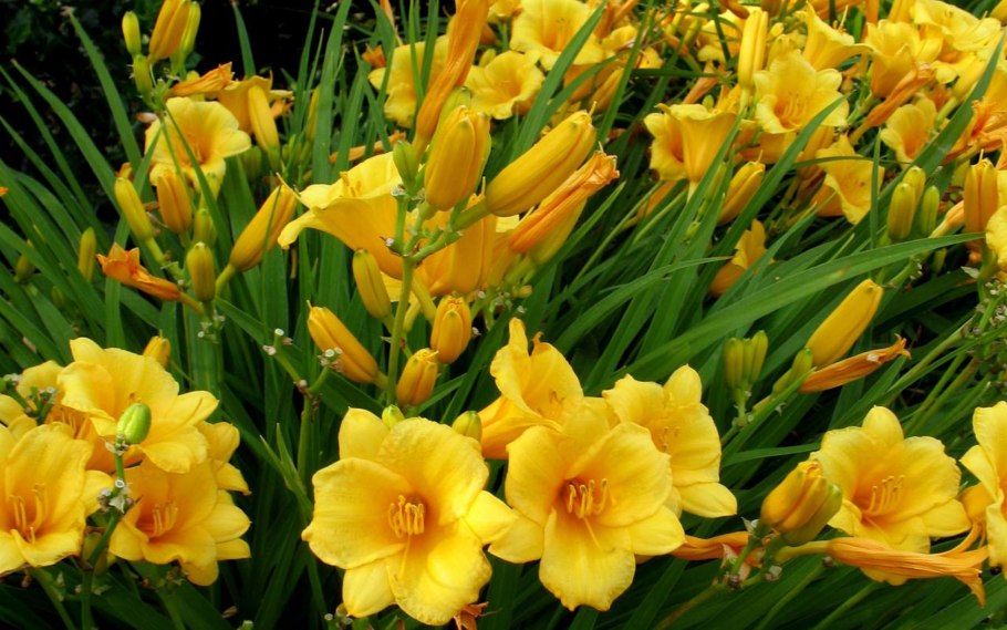 Рудбекия 'Goldsturm'