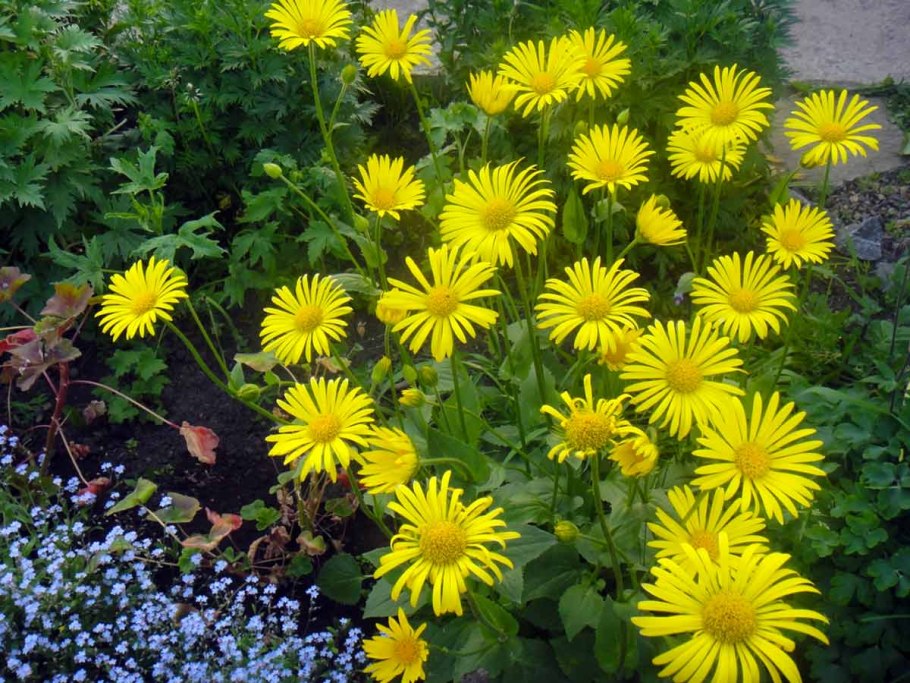 Вербейник монетчатый ампельный