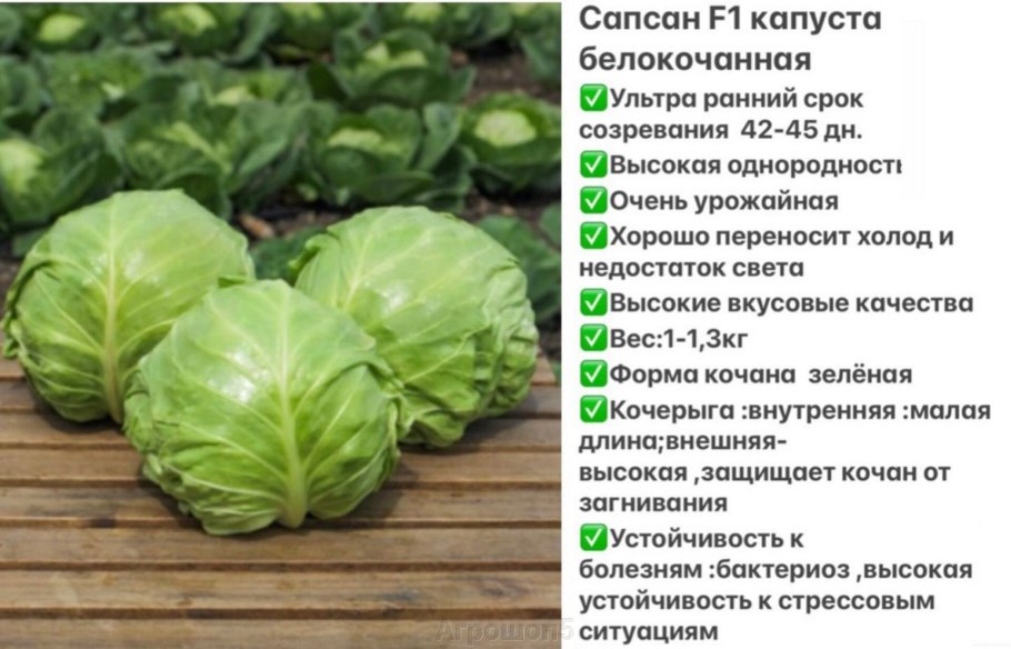 Сколько витамина с в капусте белокочанной