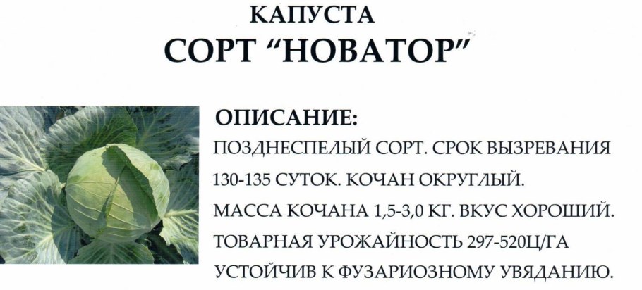 Капуста белокочанная «трансфер» f1 Аэлита