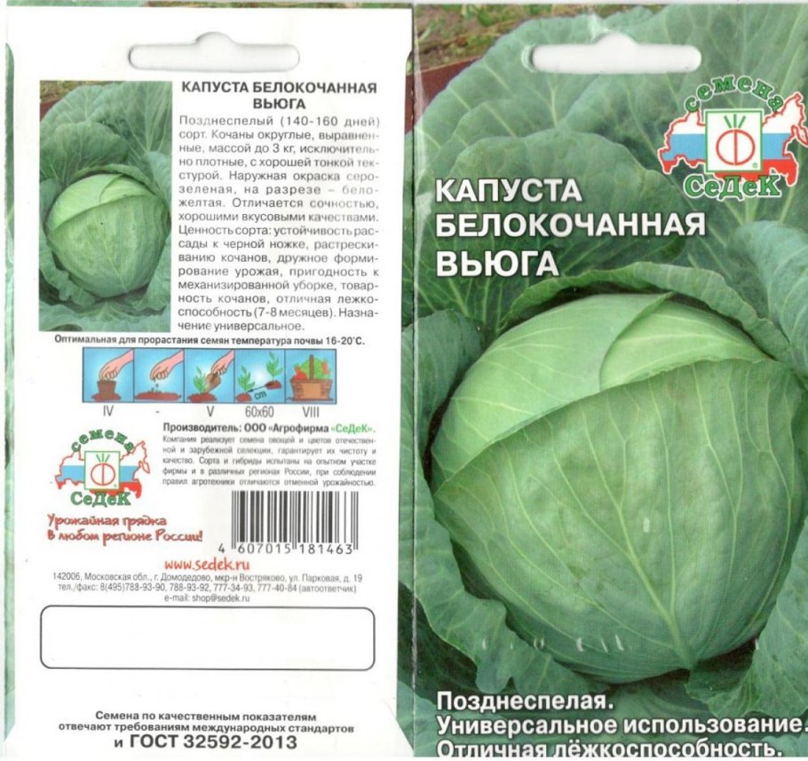 Фазы развития пекинской капусты