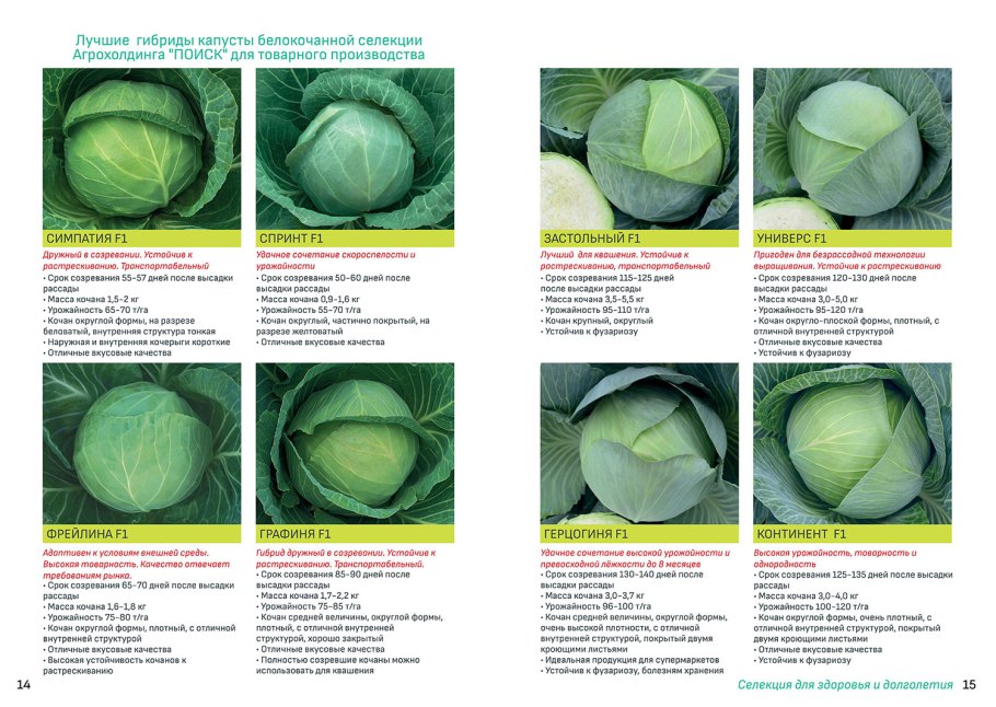 Капуста Килатон Аэлита