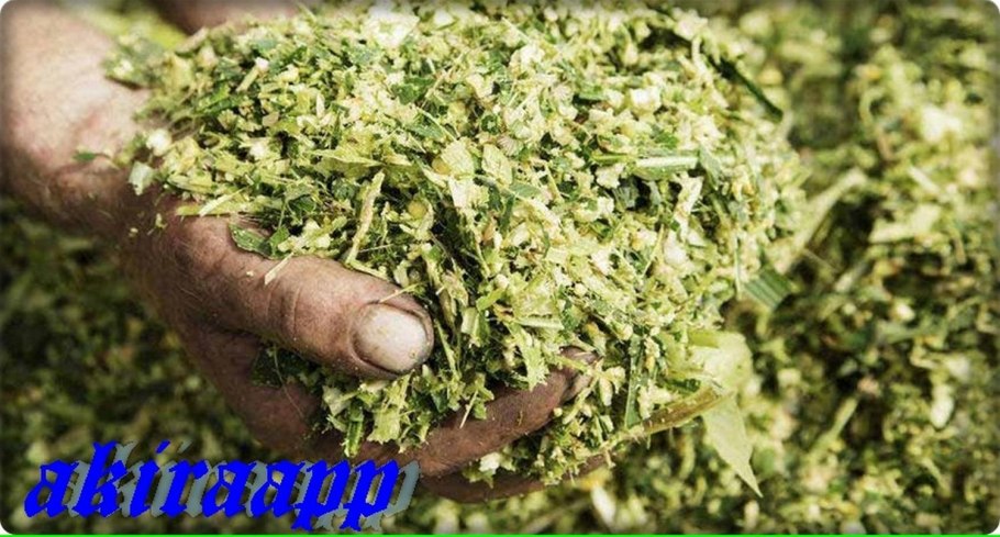 Кукуруза на силос