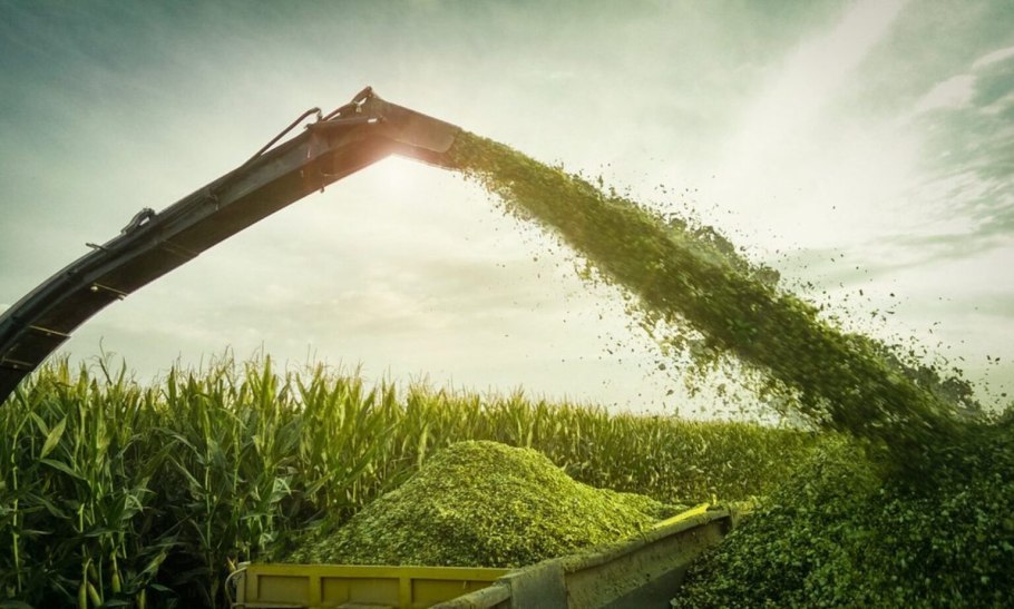 Трава кормовая овсяница