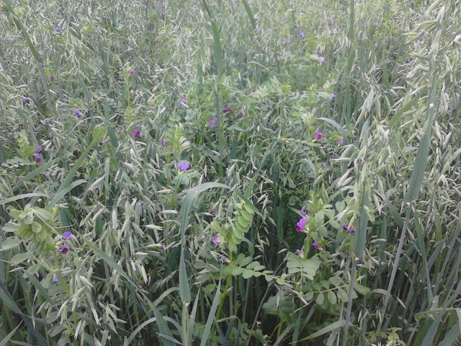 Мятлик Луговой лимаги