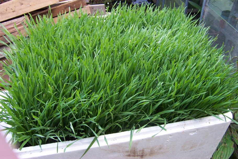 Технологическая карта возделывания однолетних трав на сенаж