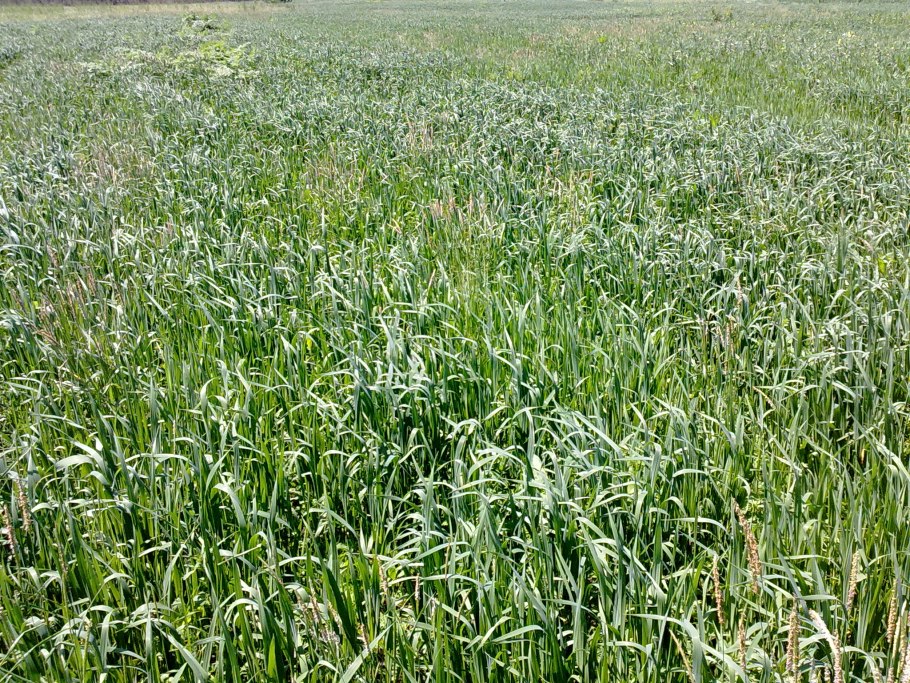 Люцерна суданка