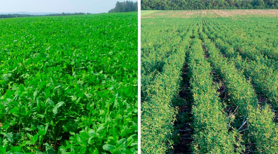 Возделывание люцерны