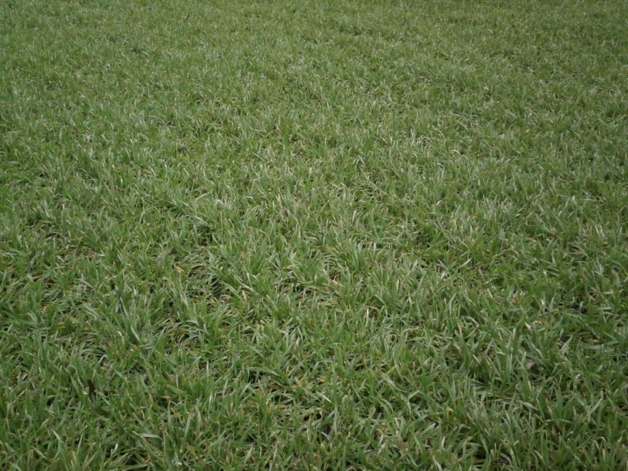 Райграс газонная трава