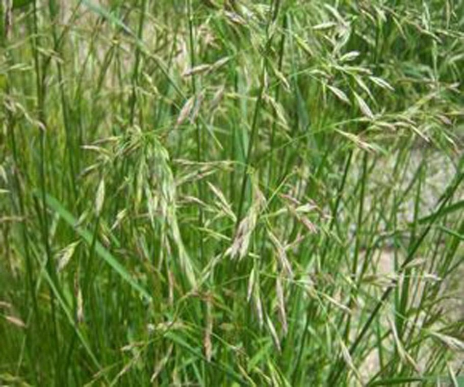 Полевица тонкая обыкновенная