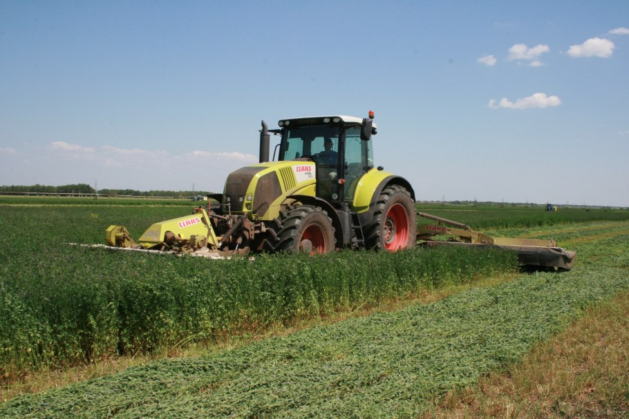 Многолетние травы поле