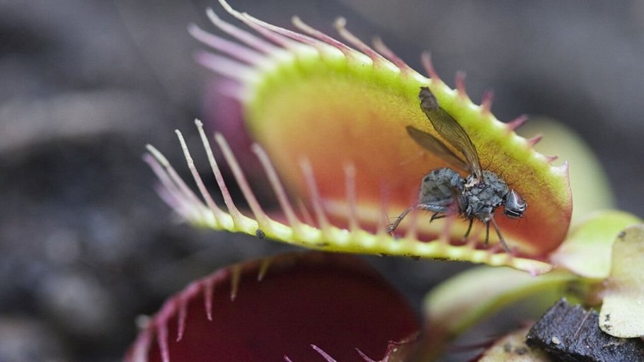 Венерина мухоловка гигантская