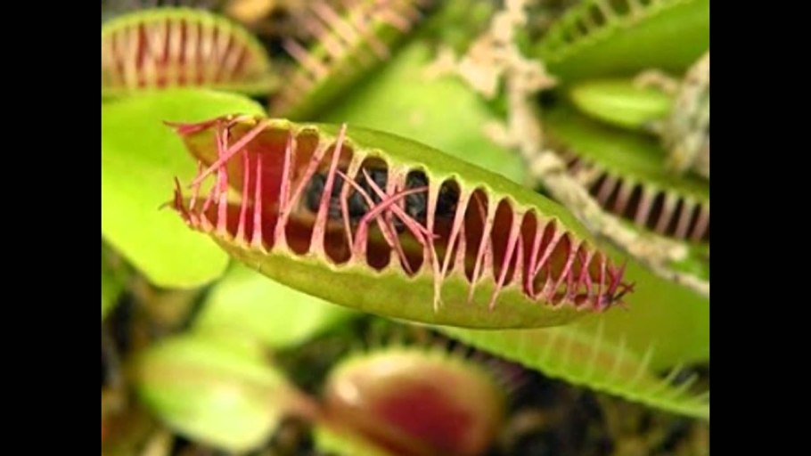 Непентес мадагаскарский