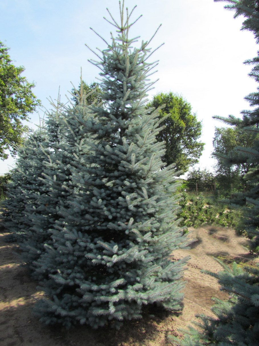 Ель Эрих Фромм