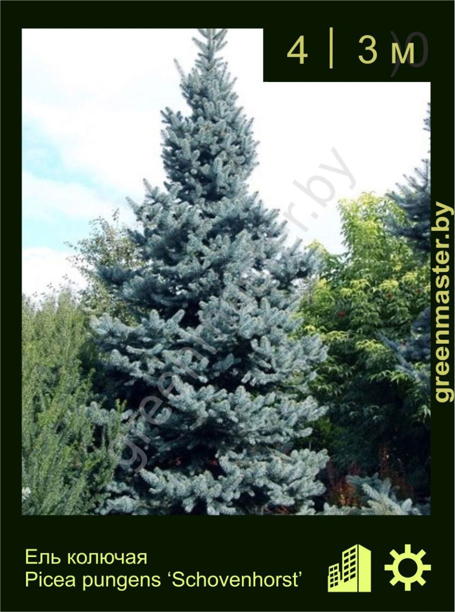 Ель колючая Роял Блю