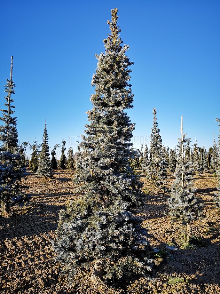 Ель колючая Блю Тринкет