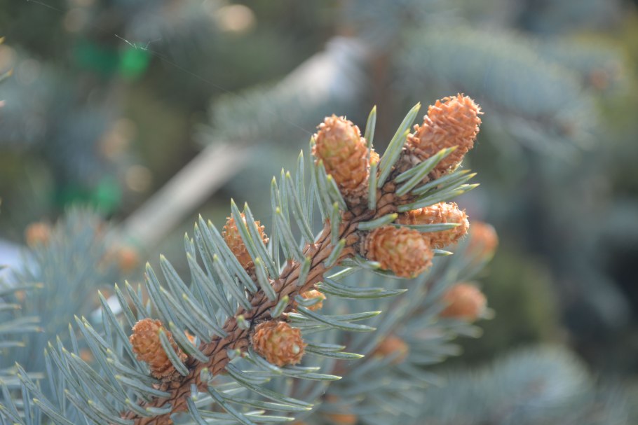 Ель Шовенхорст