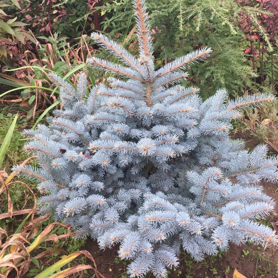 Ель колючая Глаука