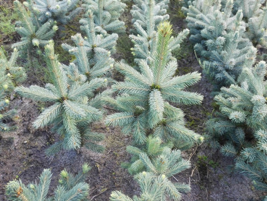 Ель колючая саженцы и сеянцы