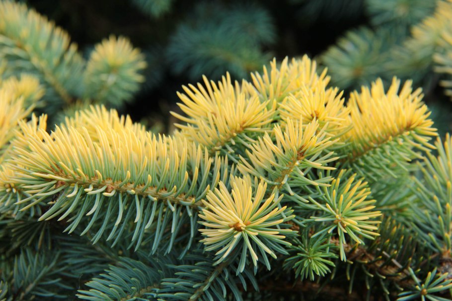 Ель колючая Edith